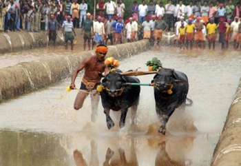 kambala 